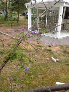 I förgrunden en av många planer: att fylla det trekvartsdöda körsbärsträdet med blåblommande klematis.